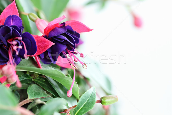 Fuschia Stock photo © StephanieFrey