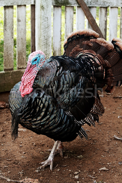 Live Turkey in Pin Stock photo © StephanieFrey