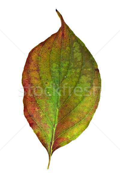 Dogwood Leaf Stock photo © StephanieFrey
