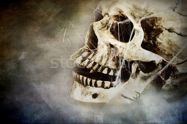 気味悪い 頭蓋骨 クモ ルーム コピースペース ストックフォト © StephanieFrey