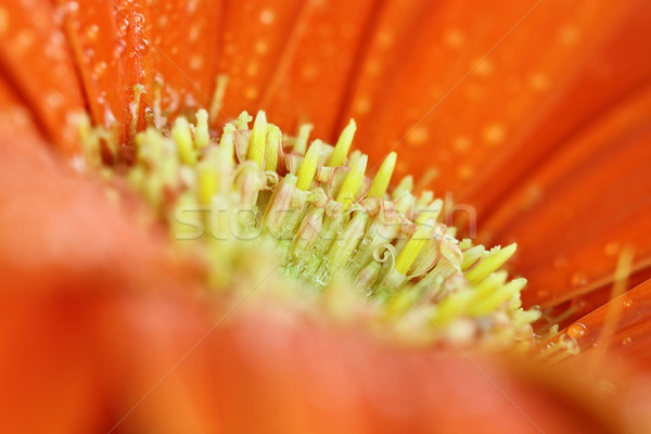 Macro of an Orange Gerber Daisy Stock photo © StephanieFrey