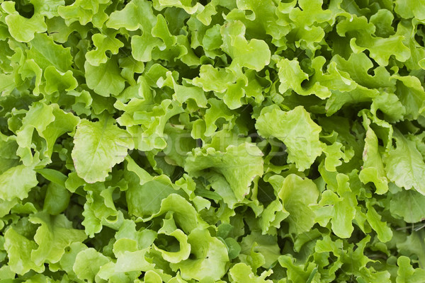 Liber frunze salată verde pat fundal vară Imagine de stoc © StephanieFrey