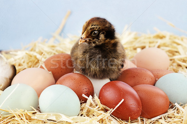 Araucana Chick and Eggs Stock photo © StephanieFrey