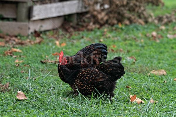 Pair of Cochin Chickens Stock photo © StephanieFrey