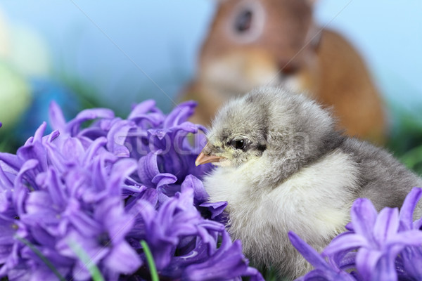 Little Easter Chick Stock photo © StephanieFrey