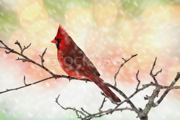 Male Cardinal in Snow Stock photo © StephanieFrey