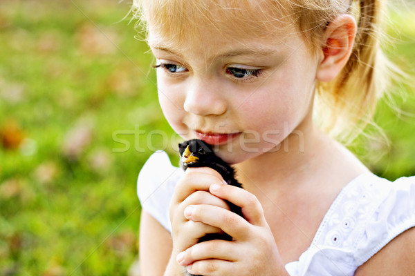 Child holding a little chick  Stock photo © StephanieFrey