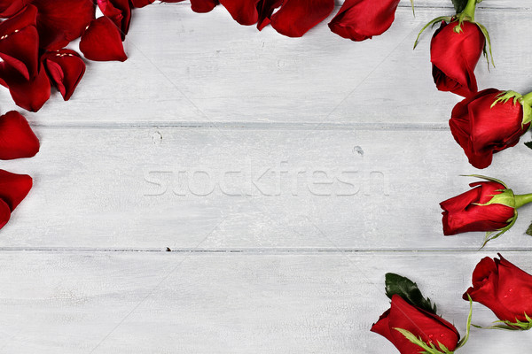 Foto stock: Rosa · longo · haste · rosas · vermelhas · pétalas