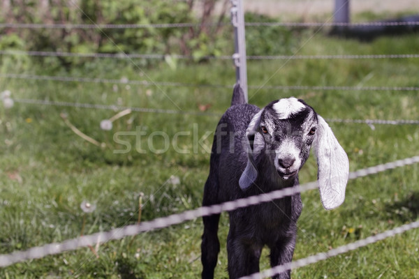 Nubian goat kid  Stock photo © StephanieFrey