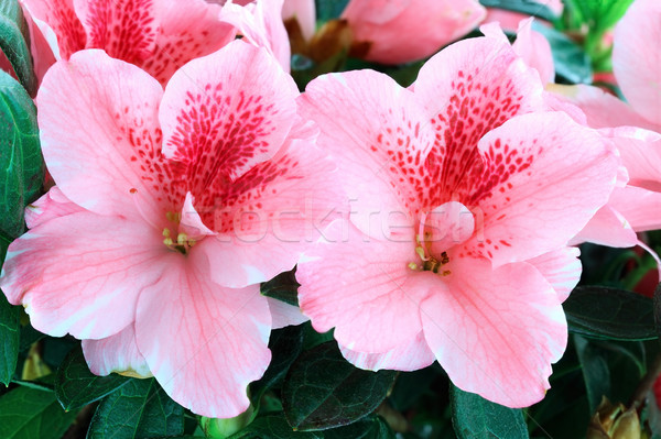 Azalea macro heldere roze ondiep voorjaar Stockfoto © StephanieFrey