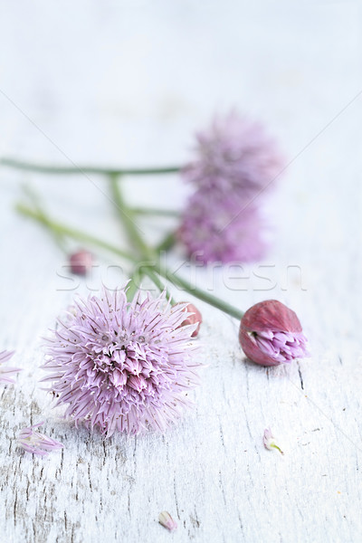 Vers bieslook vers gesneden organisch bloem Stockfoto © StephanieFrey