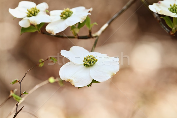 Beautiful White flowering dogwood blossoms Stock photo © StephanieFrey