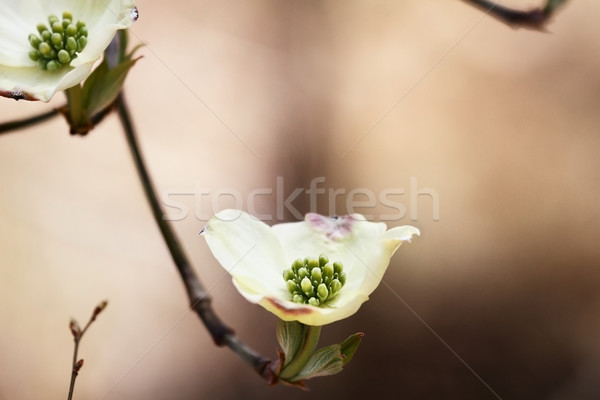 White flowering dogwood blossoms Stock photo © StephanieFrey