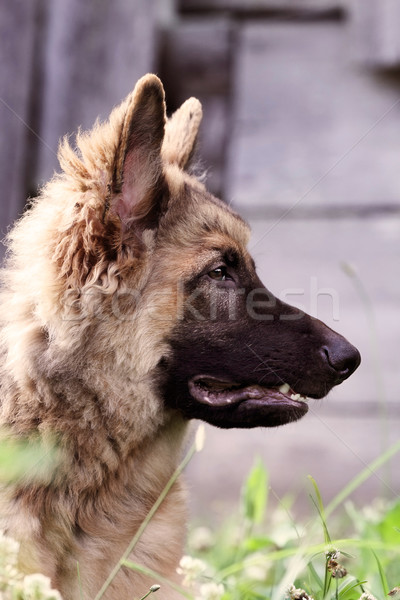 German Shepherd Dog Profile Stock photo © StephanieFrey