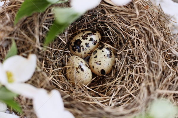Three Spotted Eggs in Nest with White Flowering Dogwood Blossoms Stock photo © StephanieFrey