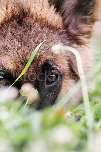 Bashful German Shepherd Dog Stock photo © StephanieFrey