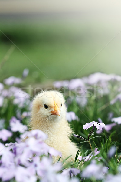 Curious Little Chick Stock photo © StephanieFrey