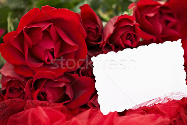 ストックフォト: 赤いバラ · カード · 美しい · ブランクカード · 赤 · 浅い