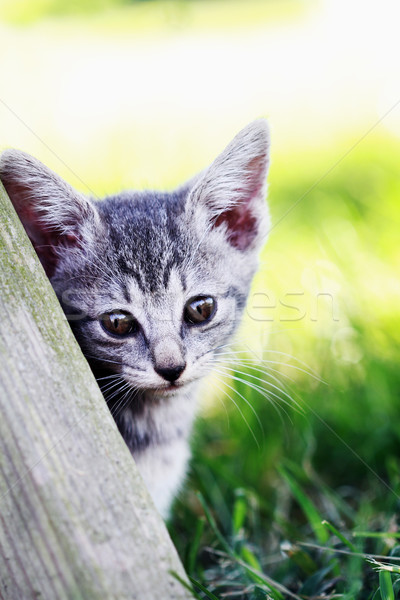Jóvenes gatito pequeño edad mesa de picnic Foto stock © StephanieFrey