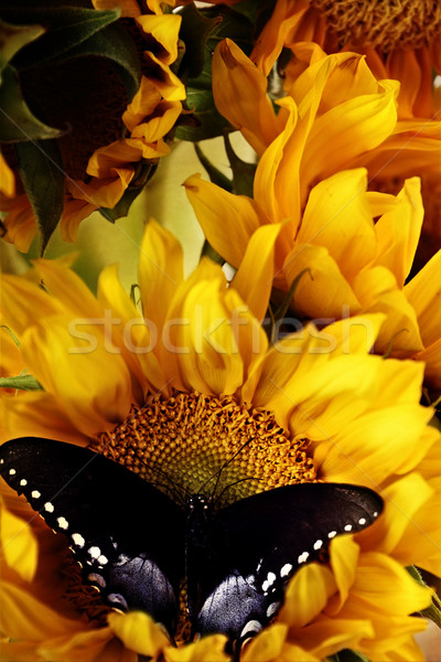 Sunflowers and Butterflies Stock photo © StephanieFrey