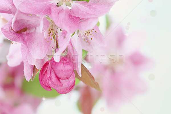 Rose Printemps Arbre Fleurs Belle Mise Au