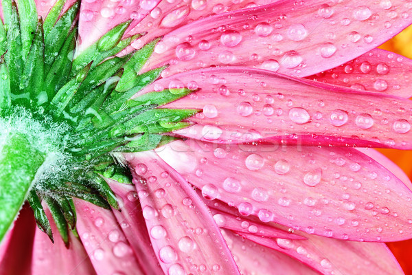 Stock foto: Rosa · Gänseblümchen · Makro · Wassertropfen · Blütenblätter · extreme