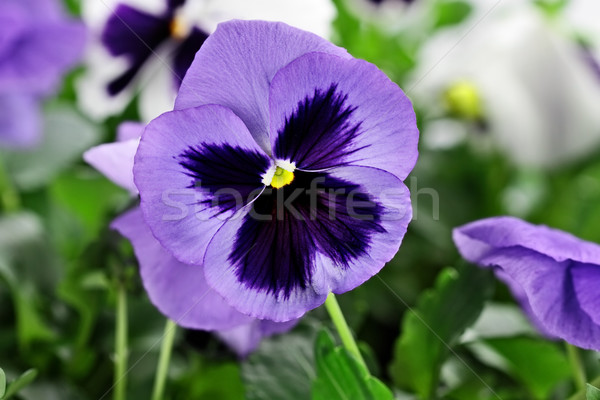 商业照片: 紫色 · 极端 ·浅· 花卉 · 性质 · 绿色