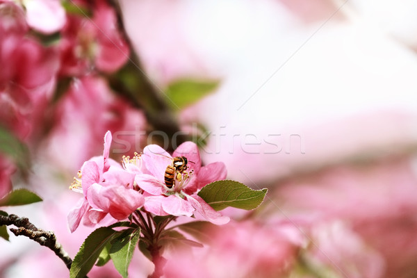 Honingbij krab appelboom bloesem Stockfoto © StephanieFrey
