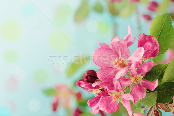 Spring Tree Blossoms Stock photo © StephanieFrey