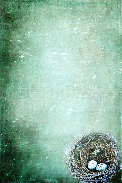 Bird's Nest Stock photo © StephanieFrey
