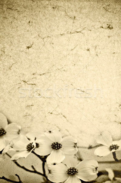 Dogwood Background Stock photo © StephanieFrey