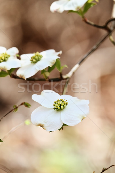 White flowering dogwood tree blossom Stock photo © StephanieFrey