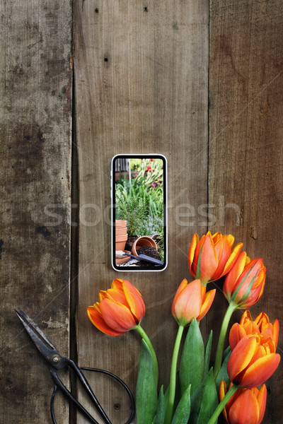 Gardening Photo and Tulips Stock photo © StephanieFrey
