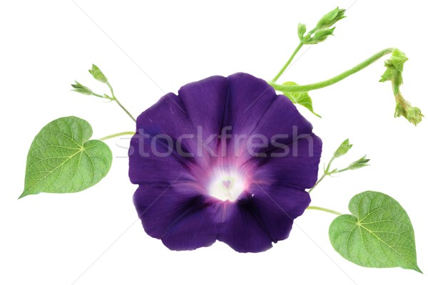 Morning Glory  Stock photo © StephanieFrey