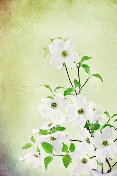 Stockfoto: Bloesems · afbeelding · boeket · witte · textuur