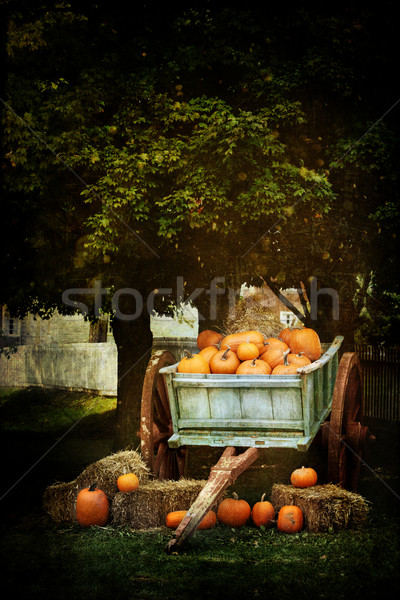 The Harvest Stock photo © StephanieFrey
