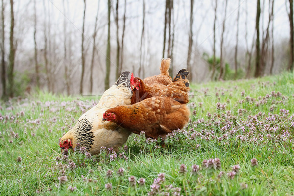 Free range organic chickens in springtime Stock photo © StephanieFrey