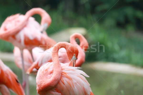 Rosa Flamingo bella Caraibi piuma testa Foto d'archivio © StephanieFrey