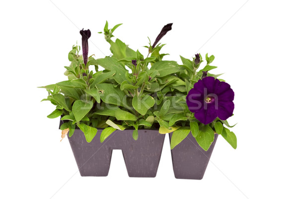 Petunias Stock photo © StephanieFrey