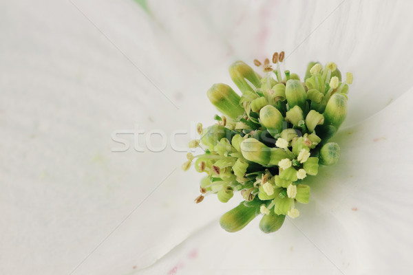 Dogwood Blossom Stock photo © StephanieFrey