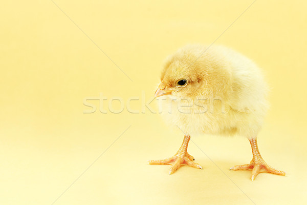 Chick On Yellow Background Stock photo © StephanieFrey