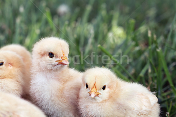 Little Chicks Stock photo © StephanieFrey