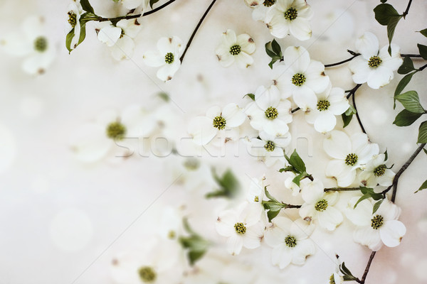 Flowering dogwood tree blossoms Stock photo © StephanieFrey