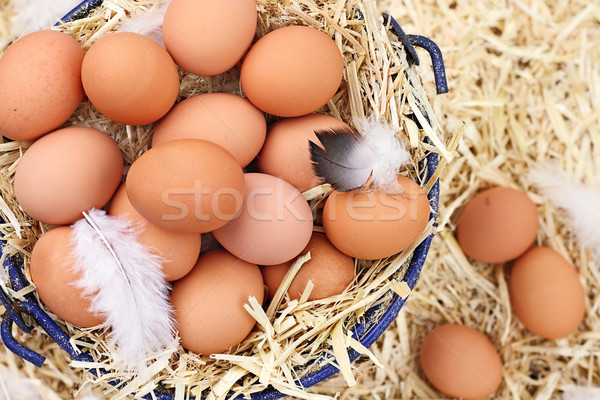 świeże organiczny gospodarstwa jaj sprzęgło Zdjęcia stock © StephanieFrey