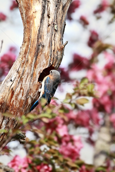 Male Eastern Bluebird Stock photo © StephanieFrey
