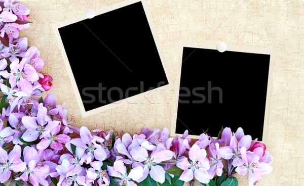 Floral Background with Blank Photos Stock photo © StephanieFrey