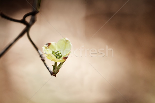 White flowering dogwood blossom Stock photo © StephanieFrey