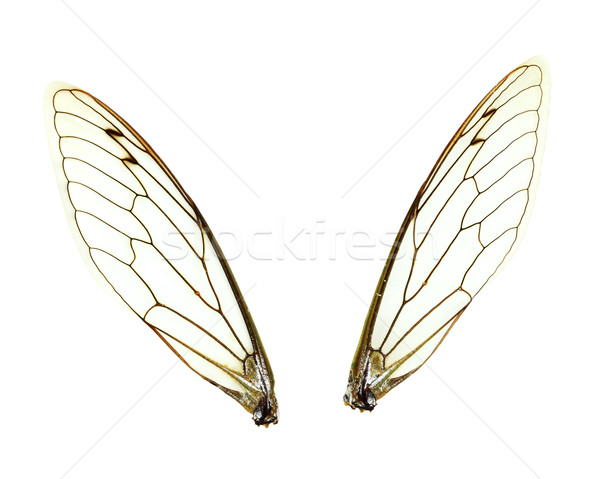 Isolated Cicada (Jar FLy) Wings Stock photo © StephanieFrey