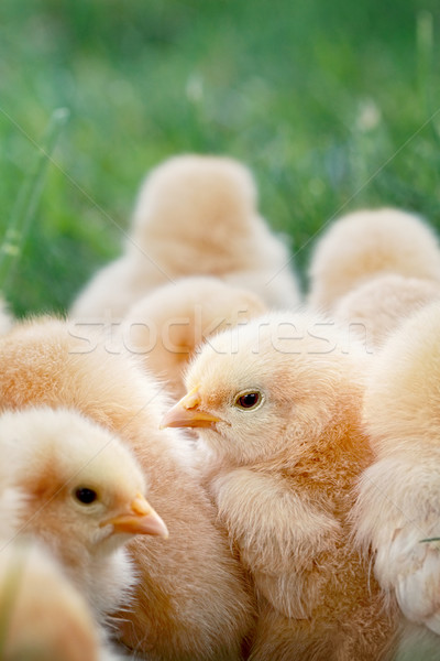Baby Chicks Stock photo © StephanieFrey