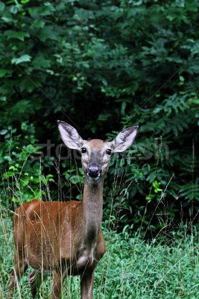 Doe Standing in the Weeds Stock photo © StephanieFrey